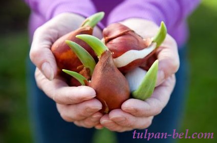 Луковицы тюльпанов из Голландии